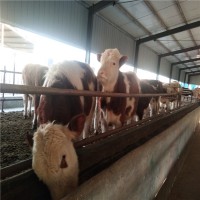 养殖西门塔尔牛场家山东晨旭牧业出售西门塔尔小牛犊价格
